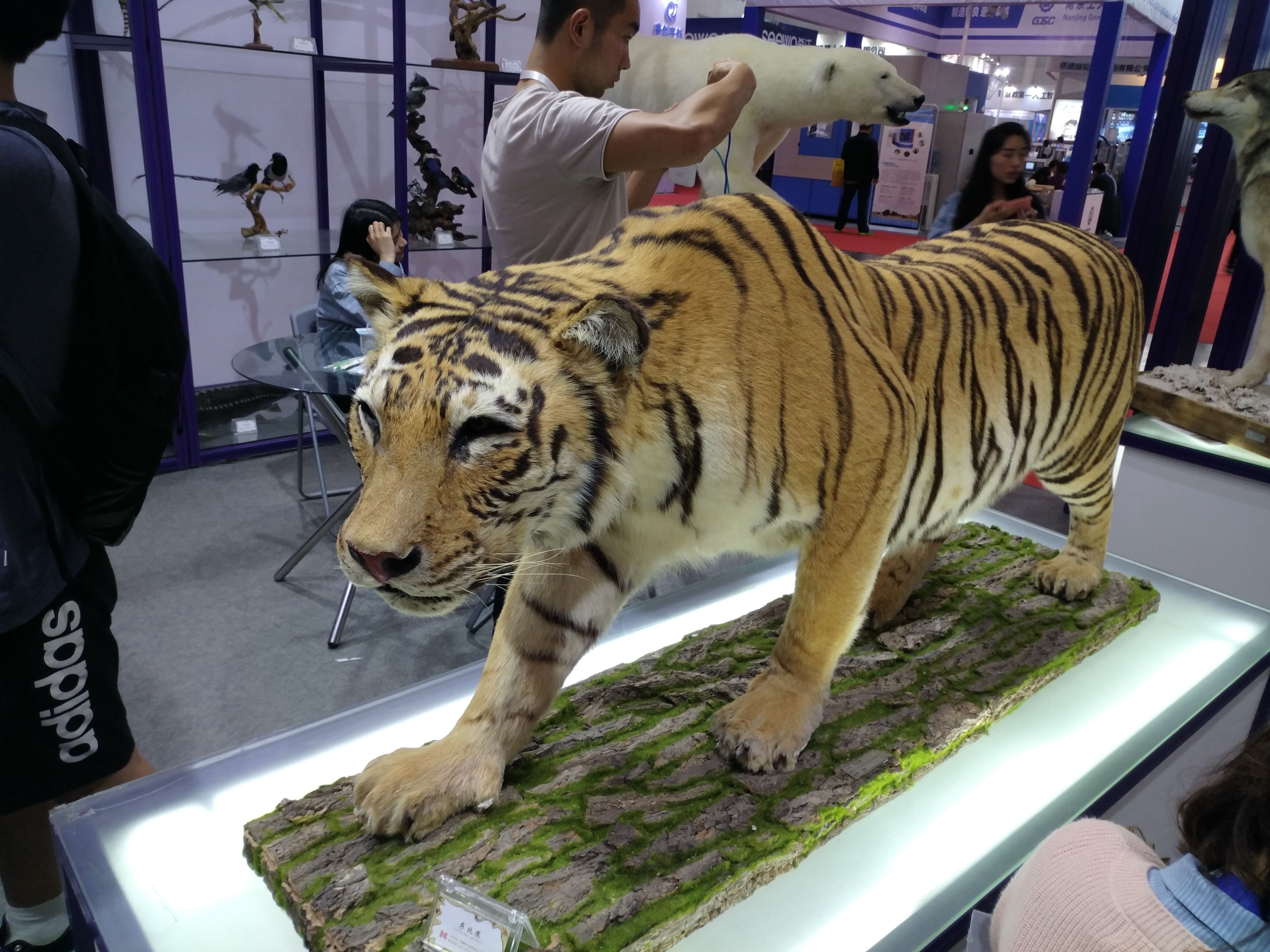 動物標本館