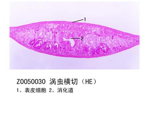 渦蟲橫切