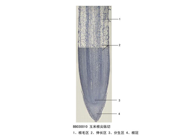 玉米根尖縱切