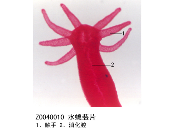 水螅裝片
