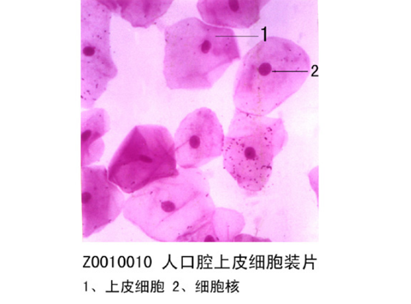 人口腔上皮細(xì)胞裝片
