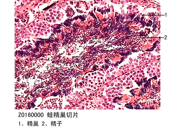 蛙精巢切片