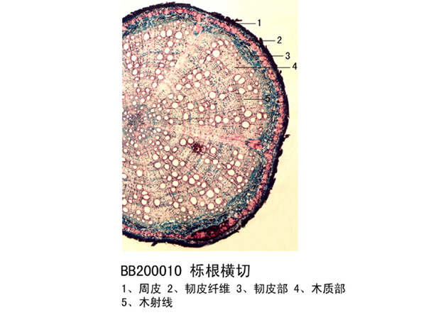 櫟根橫切