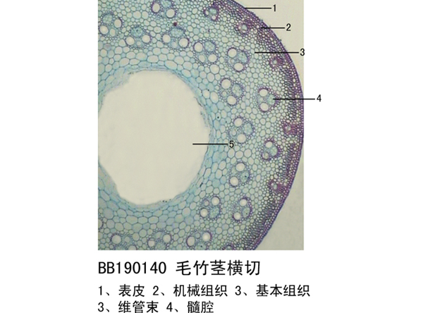 毛竹莖橫切