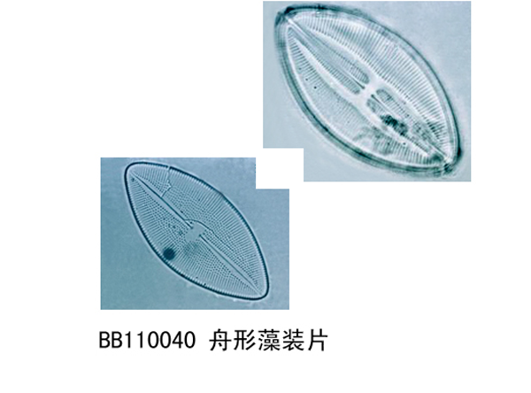 舟形藻裝片