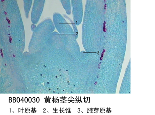 黃楊莖尖縱切