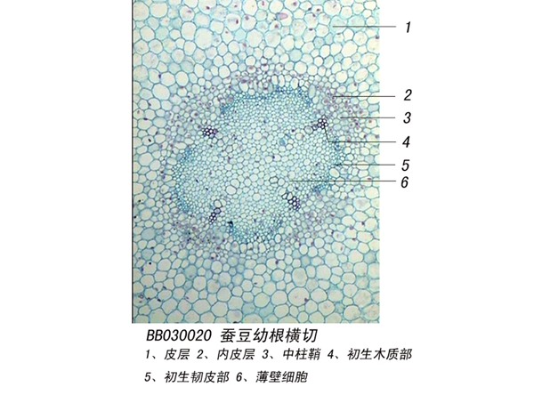 香豆幼根橫切