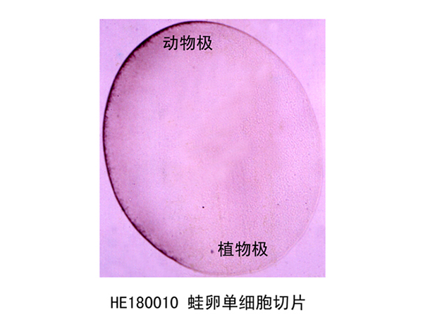 胚胎學部分