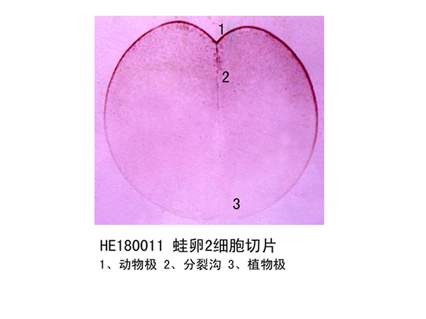 胚胎學部分