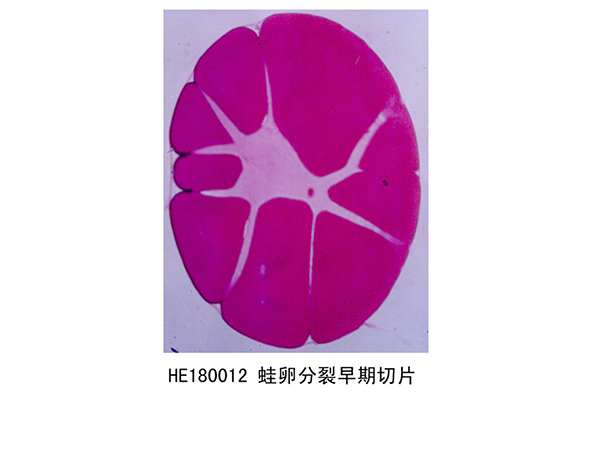 胚胎學部分