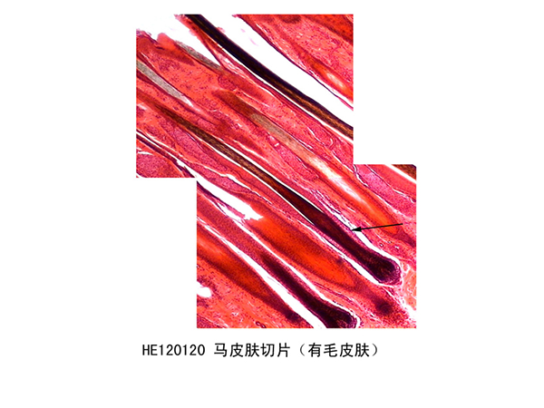 感覺器官