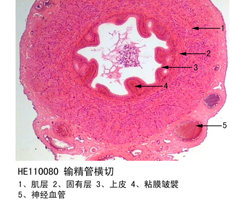 生殖系統