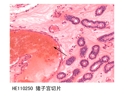 生殖系統