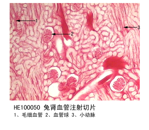 泌尿系統(tǒng)
