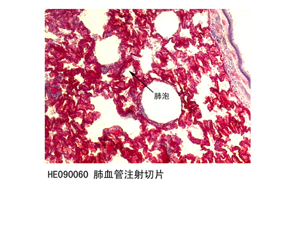 呼吸系統