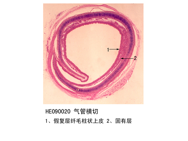 呼吸系統