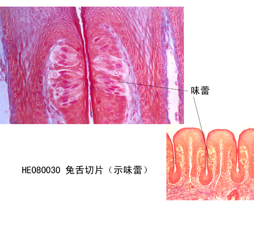 消化系統(tǒng)