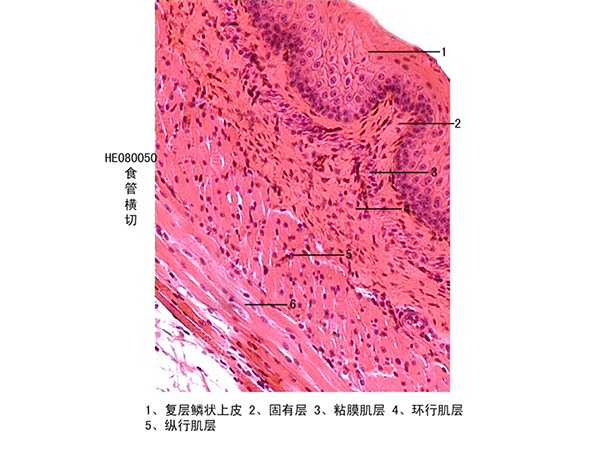 消化系統