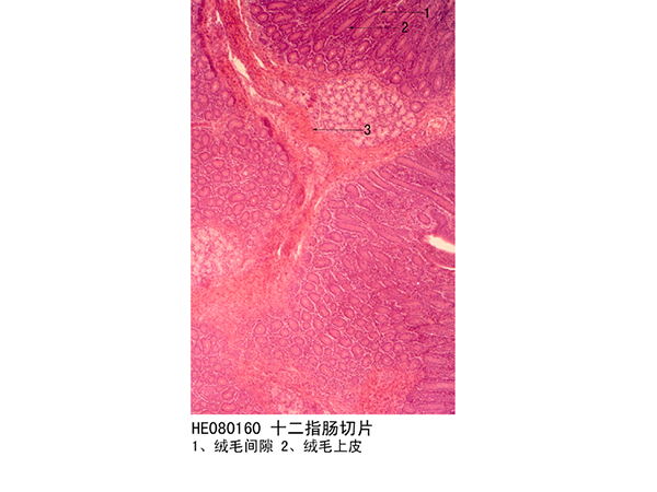 消化系統