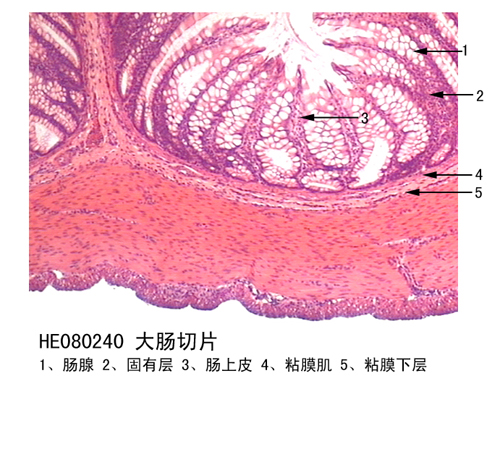 消化系統