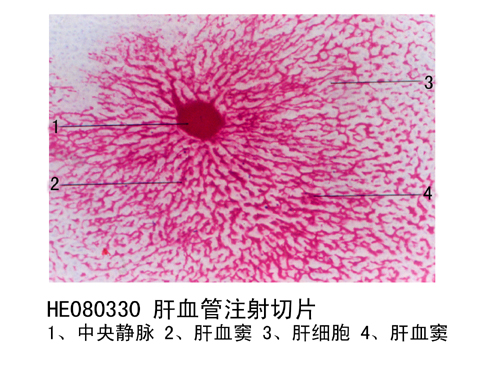 消化系統