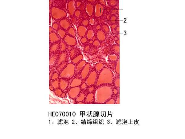 內分泌系統