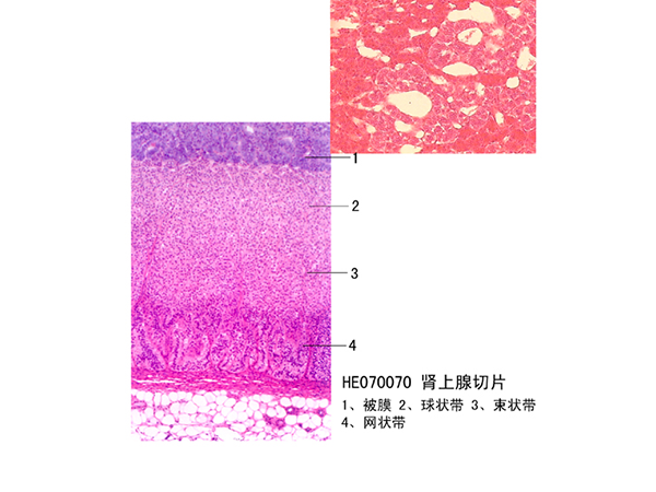 內分泌系統