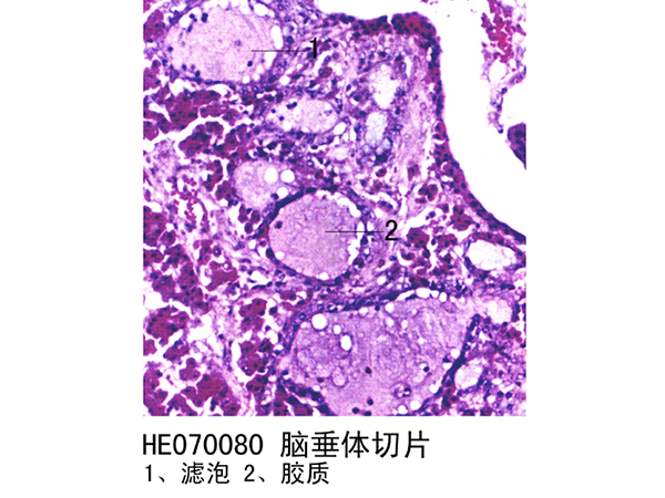 內分泌系統
