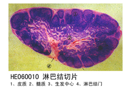 免疫系統