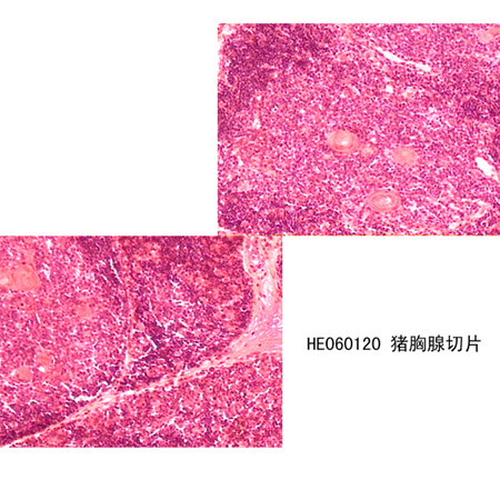 免疫系統