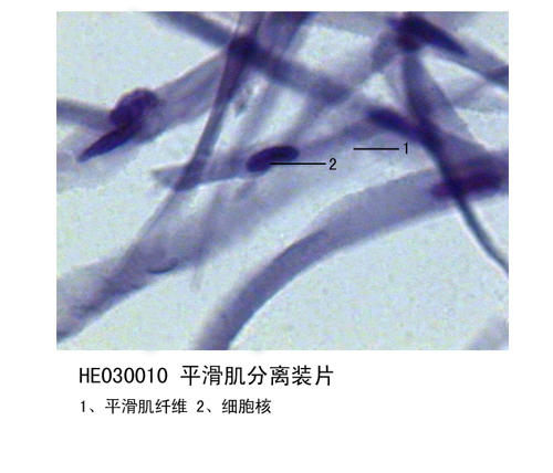 肌肉組織