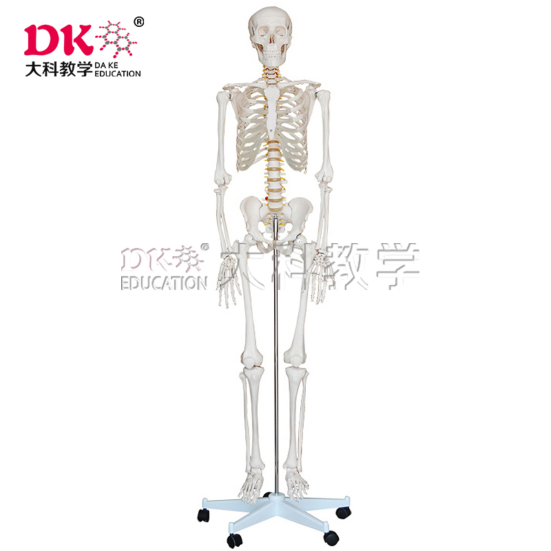 101骨骼