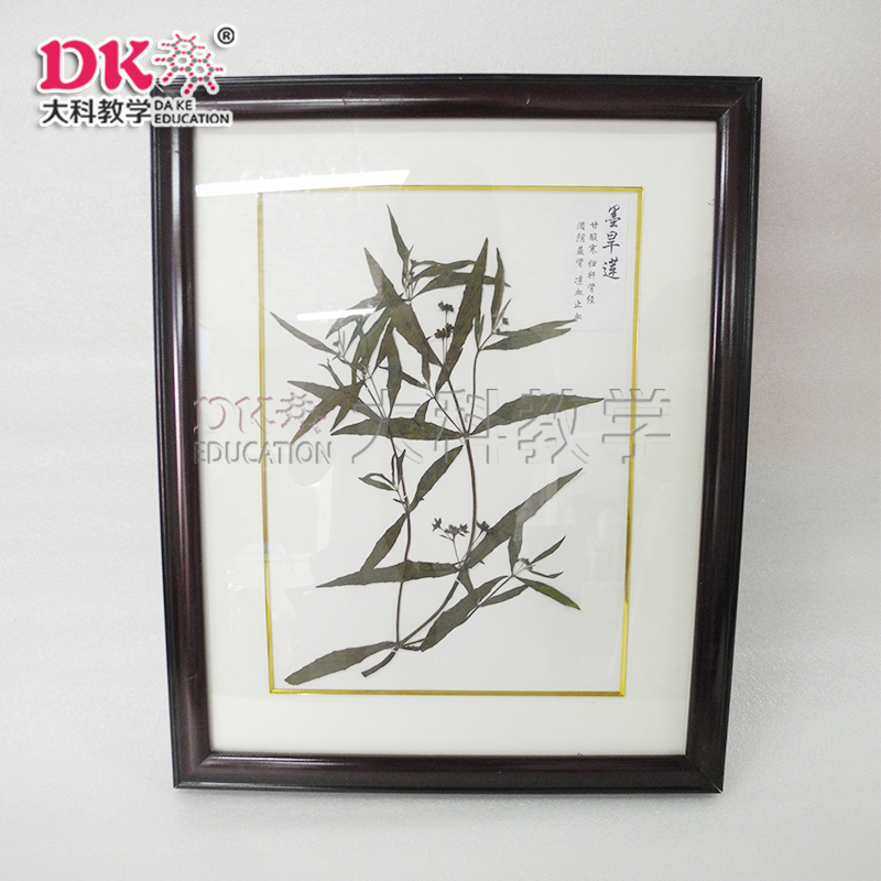 墨旱蓮