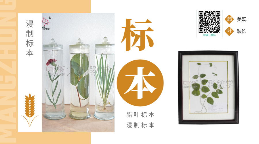 ?植物臘葉標本的采集與制作方法