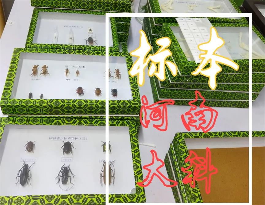 簡單制作生物標本、切片的方法